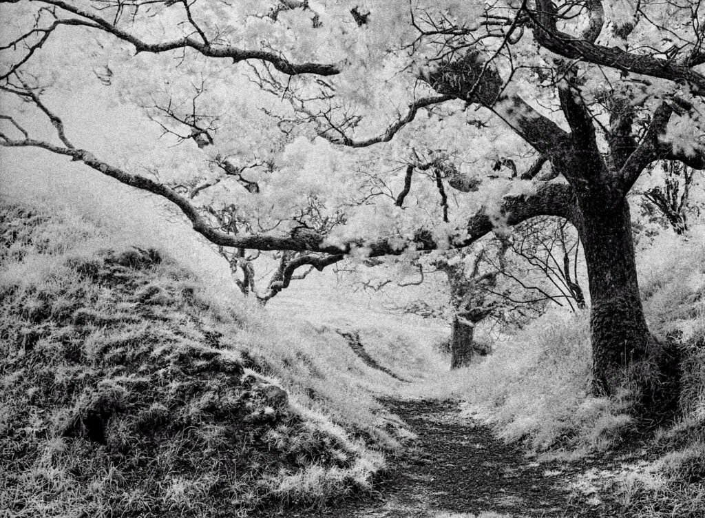 Trying out infrared phtography