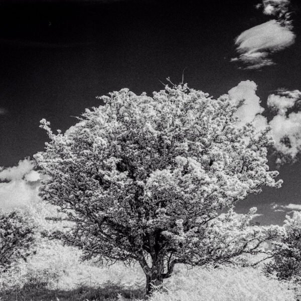 Tree against black sky. Infrared experiment Mamiya 645 pro with Rollei IR film