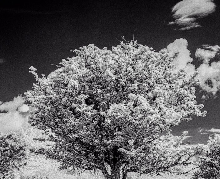 Tree against black sky. Infrared experiment Mamiya 645 pro with Rollei IR film