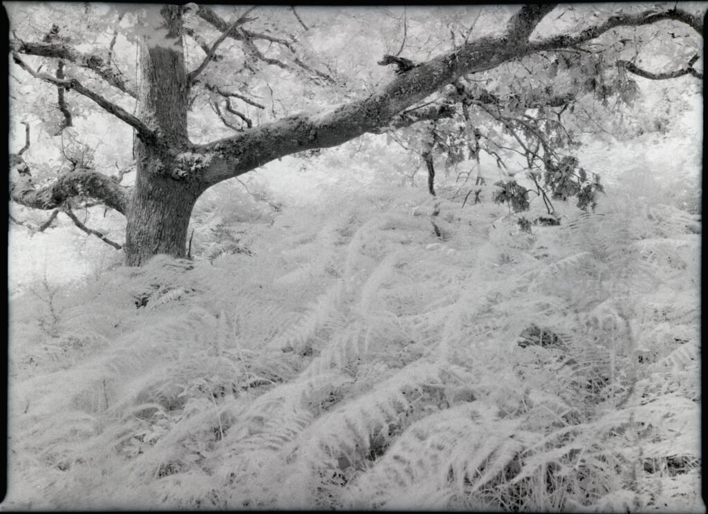 Old oak tree and pale ferns photographed on Rollei Infrared 400 with a Mamiya 645 Pro