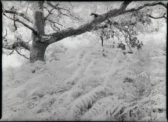Old oak tree and pale ferns photographed on Rollei Infrared 400 with a Mamiya 645 Pro