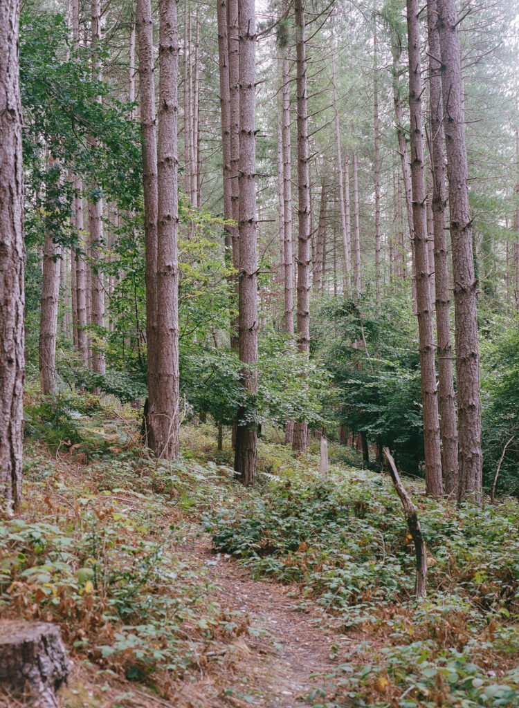 Woodland path photographed on Kodak Portra 400 with a Mamiya 645
