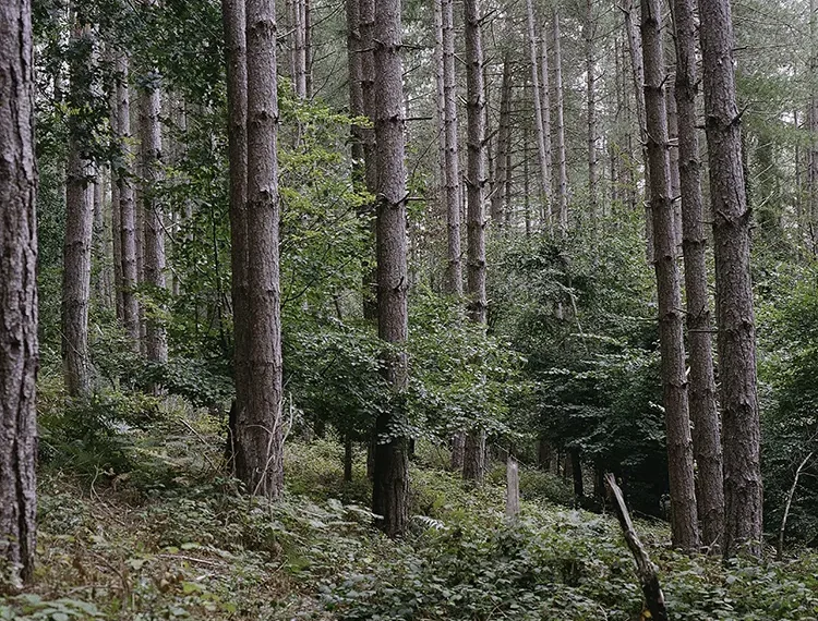 Woodland path photographed on Kodak Portra 400 with a Mamiya 645
