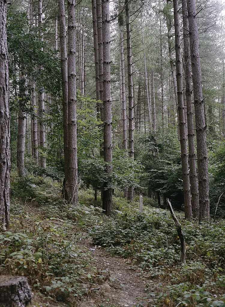 Kodak Portra 400 & Mamiya 645: Fifteen Frames in a Wood (120): Roll 04