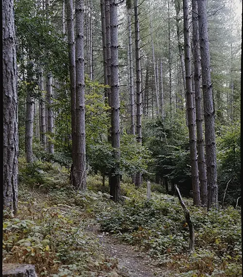 Woodland path photographed on Kodak Portra 400 with a Mamiya 645
