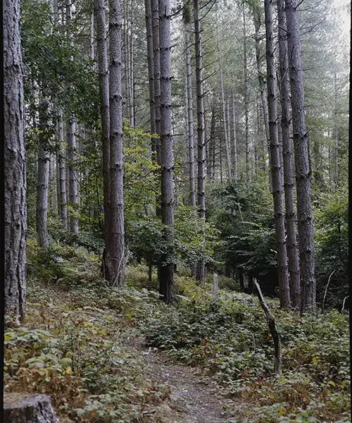 Woodland path photographed on Kodak Portra 400 with a Mamiya 645