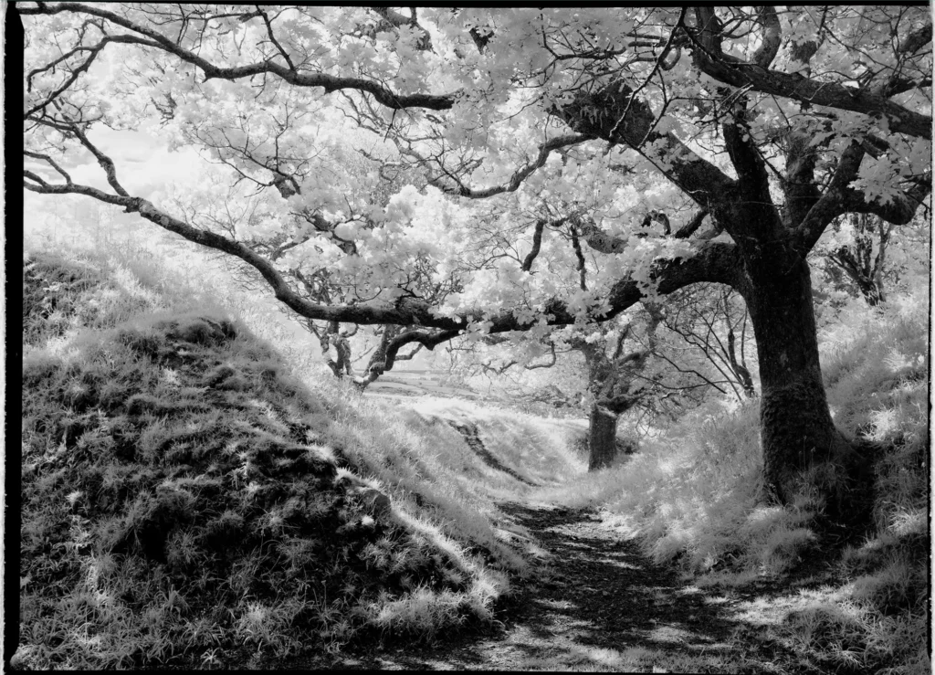 Infrared photograph of a solitary tree, reminiscent of a Japanese ink painting