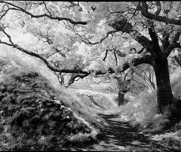 Infrared photograph of a solitary tree, reminiscent of a Japanese ink painting