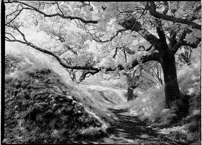 Infrared photograph of a solitary tree, reminiscent of a Japanese ink painting