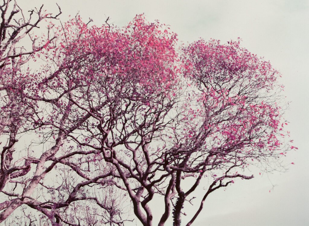 Lomochrome purple 120 on mamiya 645 pro
