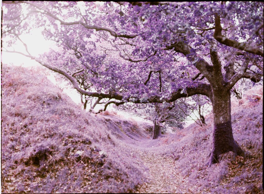 Japanese style tree, not really japanese just reminds me of a painting. Lomochrome purple