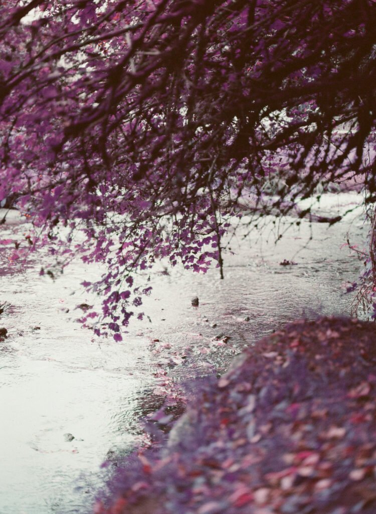 Riverside in Devon Lomochrome purple