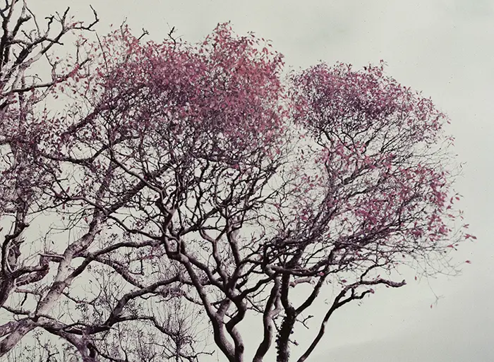 Lomochrome purple 120 on mamiya 645 pro